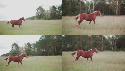 一匹长着白鬃毛的棕色马跑过田野。慢动作高清在线视频素材下载
