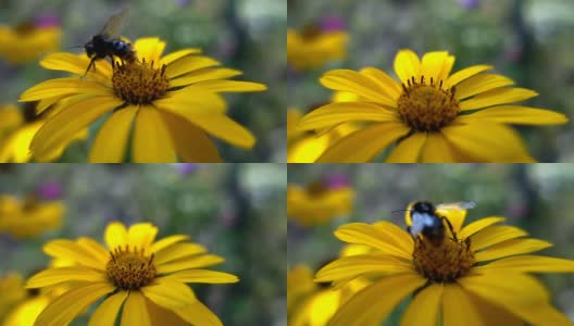大黄蜂采集花蜜，动作缓慢高清在线视频素材下载