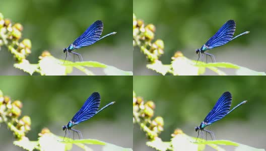 蓝色的蜻蜓在绿叶上高清在线视频素材下载