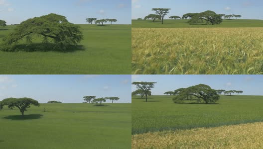 天线:肯尼亚黄色和绿色的麦田高清在线视频素材下载
