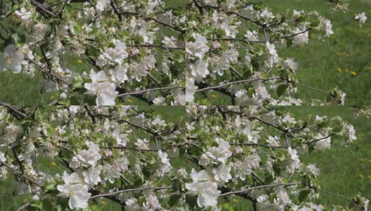 苹果树上美丽的花，春天的花-库存素材高清在线视频素材下载