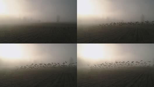 慢镜头空中大雁在晴朗的雾霾中飞过农田高清在线视频素材下载