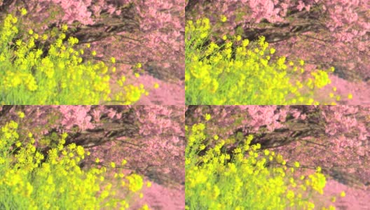 春日，油菜花与川崎樱花树交相辉映高清在线视频素材下载