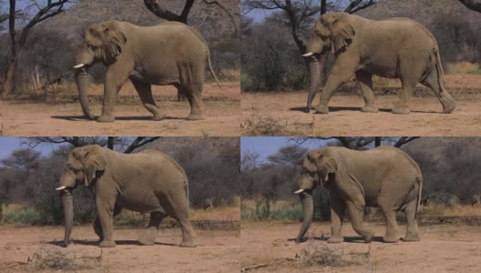 在非洲国家公园的大草原上行走的单一非洲丛林象高清在线视频素材下载