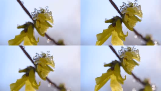 黄花上覆盖着一层雪高清在线视频素材下载