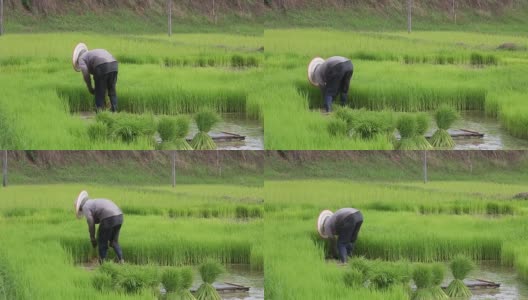 亚洲概念的生活方式。在草地梯田上耕作的农民在梯田里种水稻的农民。高清在线视频素材下载