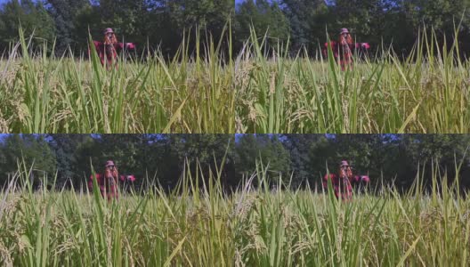 成熟的稻子和稻草人在农村的农场里，秋收的季节。稻穗在风中摇摆。高清在线视频素材下载