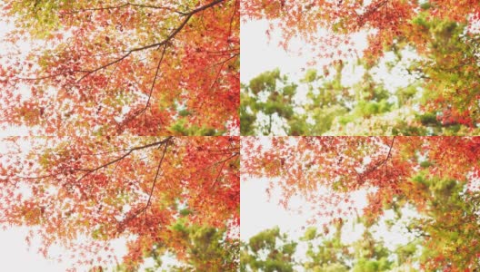 在一个著名的日本花园中拍摄的秋天风景，在那里你可以感受到侘寂高清在线视频素材下载