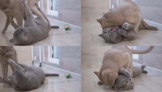两只漂亮的灰色英国家猫咬，战斗，攻击，玩花蕾。特写镜头高清在线视频素材下载