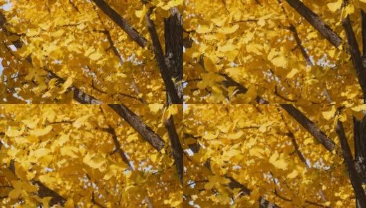明亮黄色的银杏叶在秋天与森林背景，4k缩放镜头，实时b卷拍摄。高清在线视频素材下载