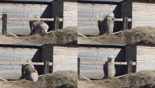 骆驼吃干草高清在线视频素材下载