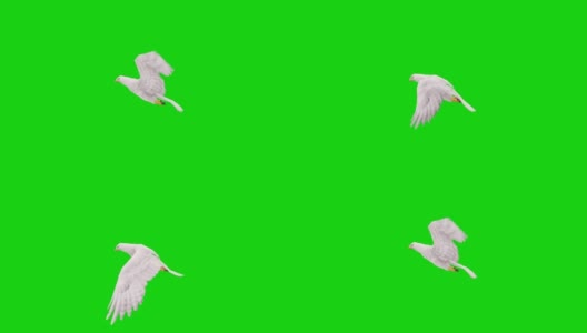 绿色屏幕上的白鹰飞行动画。概念动物、野生动物、游戏、返校、3d动画、短视频、电影、卡通、有机、色度键、角色动画、设计元素、可循环高清在线视频素材下载