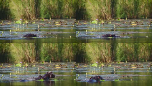 南非克鲁格国家公园的河马高清在线视频素材下载