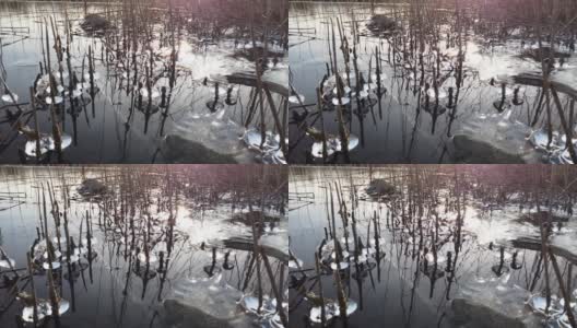 芬兰，当湖面开始结冰时，植物被冰覆盖高清在线视频素材下载