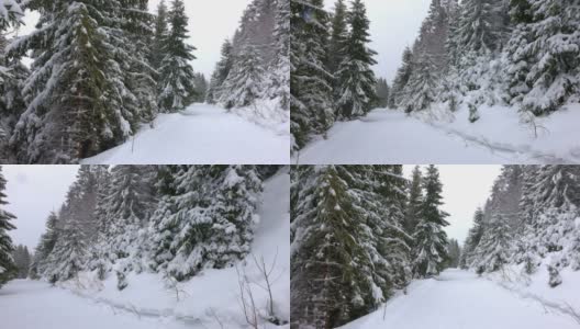 在雾蒙蒙的天气里，喀尔巴阡山脉上覆盖着白雪和杉树的小草地高清在线视频素材下载