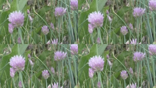 Schnitt-onion (Allium schoenoprasum)也被称为skoroda, rezanets和sibulet。雪一下地，地上就长出第一层薄薄的羽毛。高清在线视频素材下载