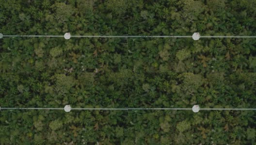 Lekki保护中心拥有非洲最长的树冠走道高清在线视频素材下载