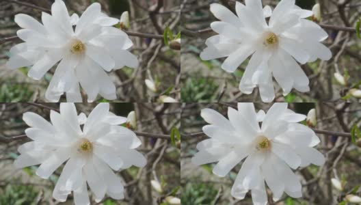 春天花园里盛开的玉兰花。白花散发出怡人的香味。特写镜头高清在线视频素材下载