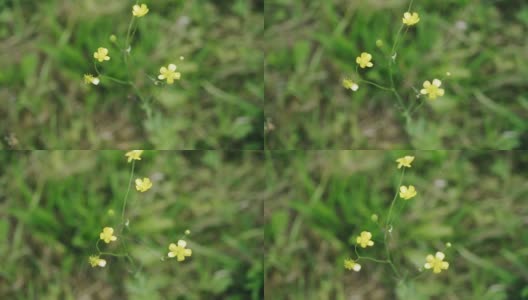 小草上长着一朵黄色的小花。植物的特写镜头高清在线视频素材下载