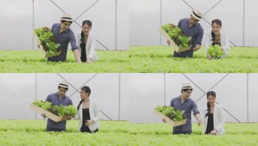 一对亚洲农民夫妇在水培蔬菜大棚农场快乐地工作着高清在线视频素材下载