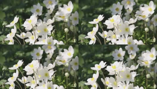 在阳光明媚的日子里，白色的银莲花在风中摇曳高清在线视频素材下载