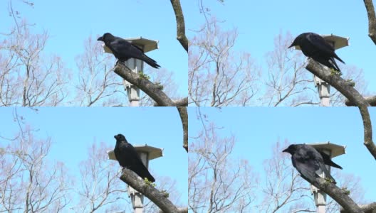 一只黑乌鸦栖息在蓝天下的树枝上的慢镜头高清在线视频素材下载