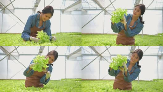 亚洲妇女从水培农场收获沙拉。种植有机蔬菜和健康食品的概念。水培蔬菜农场高清在线视频素材下载