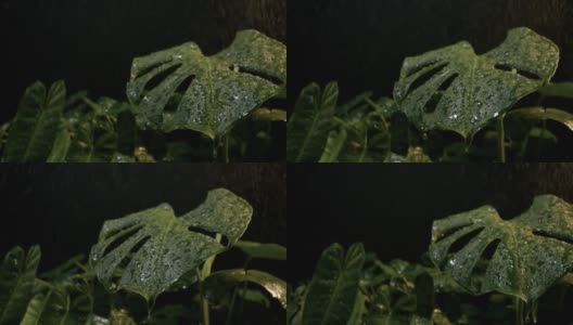 绿色的叶子和水滴的慢动作镜头，多利在黑色背景中拍摄。高清在线视频素材下载