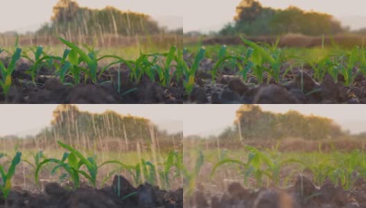 用清水浇灌农园玉米田高清在线视频素材下载
