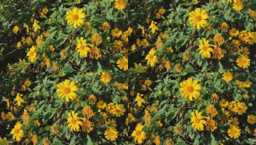 金盏花或Maxican Sunflower，泰名Bua Tong flower高清在线视频素材下载
