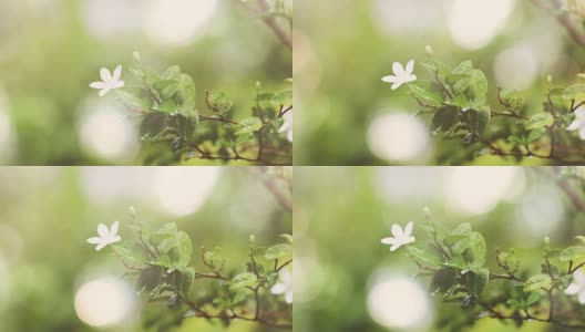 在花园中合上嫩绿的枝叶与白花，大自然清新于清晨概念，4K Dci高清在线视频素材下载