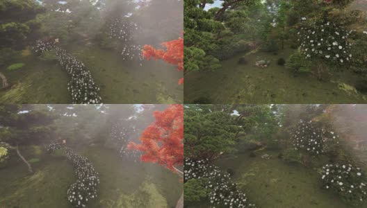 白色的花和树在日本的花园里高清在线视频素材下载
