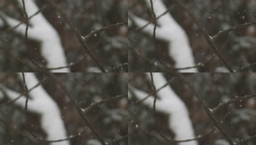 落在城市树上的雪(超级慢镜头)高清在线视频素材下载