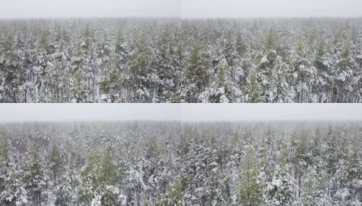在一个有雾的日子里飞过冬天的森林高清在线视频素材下载