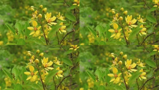 油菜籽田，小小的黄花。野生宏黄花。花。高清在线视频素材下载