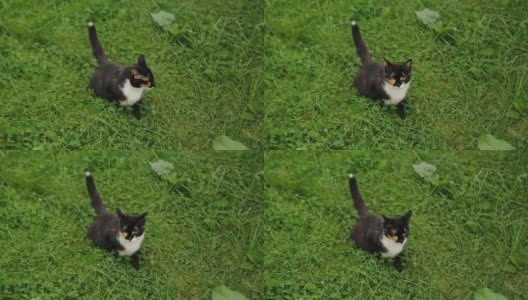 一只有斑点的猫坐在公园的草地上。凉爽的动物美丽的自然周围高清在线视频素材下载