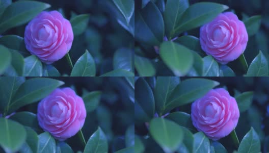 盛开的粉红色山茶花高清在线视频素材下载