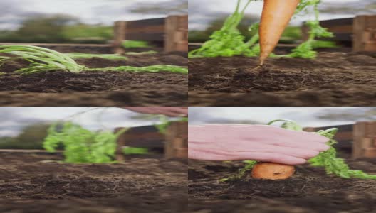 近距离的农民手拉萝卜从土壤中收获的床高清在线视频素材下载