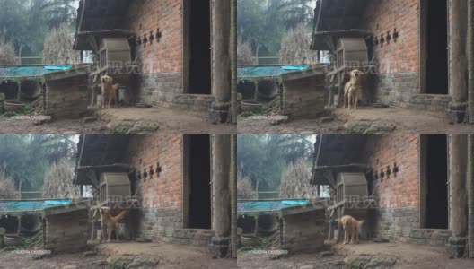 中国农村的狗叫高清在线视频素材下载