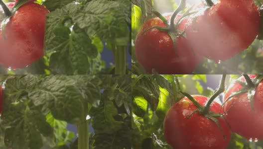花园里的番茄高清在线视频素材下载