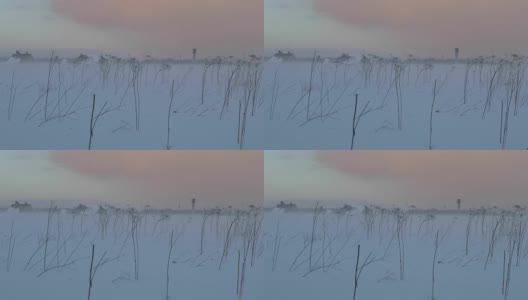 冬天傍晚空旷的田野上有雾高清在线视频素材下载