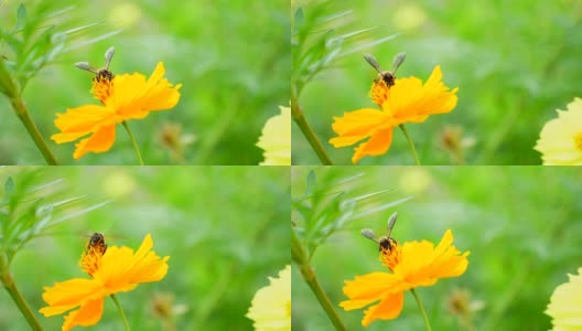 蜜蜂在黄花上采集花粉高清在线视频素材下载