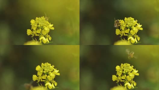 蜜蜂从芥菜花蜜中采集花蜜的慢动作。高清在线视频素材下载