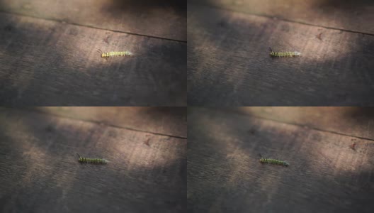 美丽的绿色蠕虫运动木制背景:4k高清在线视频素材下载