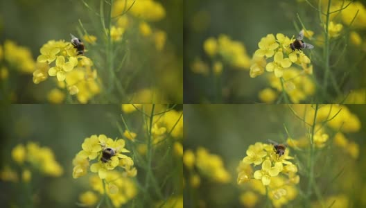 蜜蜂从芥菜花蜜中采集花蜜的慢动作。高清在线视频素材下载