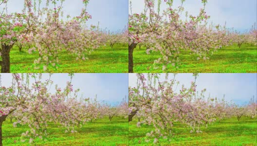 苹果园开花，延时滑块高清在线视频素材下载