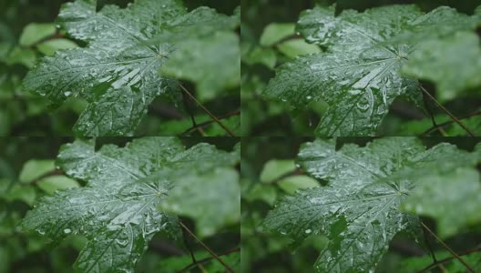 一滴雨落在枫叶上，近处高清在线视频素材下载