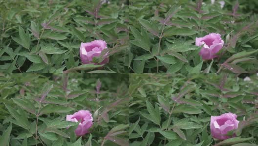 一朵粉红色的牡丹花上的一滴露珠盛开在灌木上，特写的是绿叶，拍摄于阴天的夏季。相机倾斜了。全高清视频，240fps, 1080p。高清在线视频素材下载