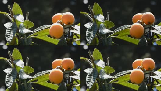 天然的枇杷在树枝上的果实高清在线视频素材下载