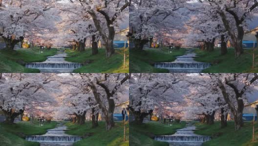 日本福岛川崎田的樱花高清在线视频素材下载